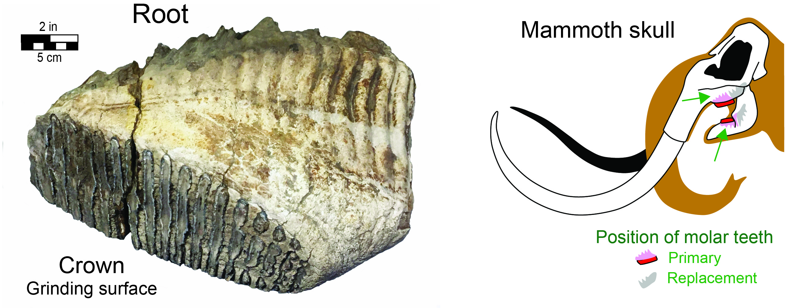 nother mammoth molar tooth, and diagram showing position of molars in the skull.